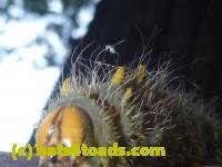 /home//u458753944/public_html/sourcegallery////Insects and small critters/butterflies and moths (Lepidoptera)/P1100285.JPG